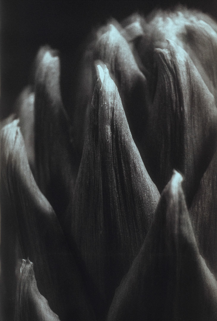Artichaut, © MyPhototek