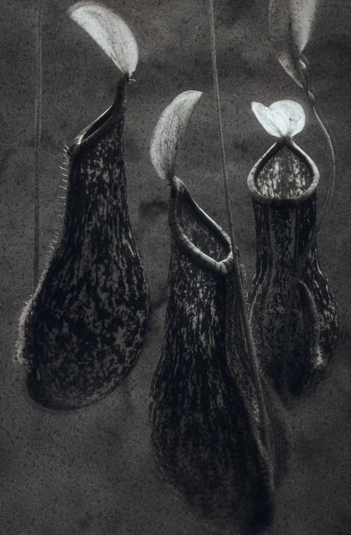 Nepenthe, © MyPhototek