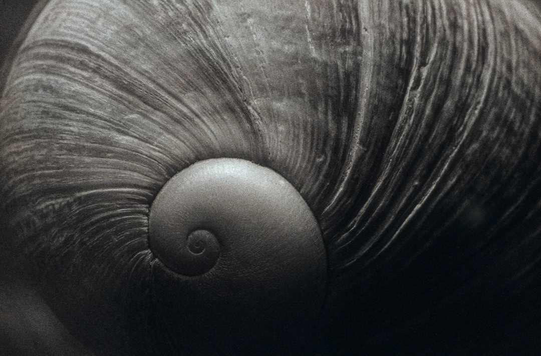 Coquillages, © MyPhototek
