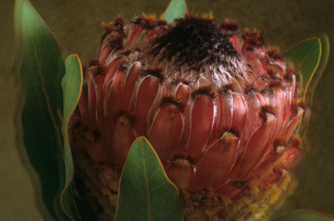 Protea, © MyPhototek