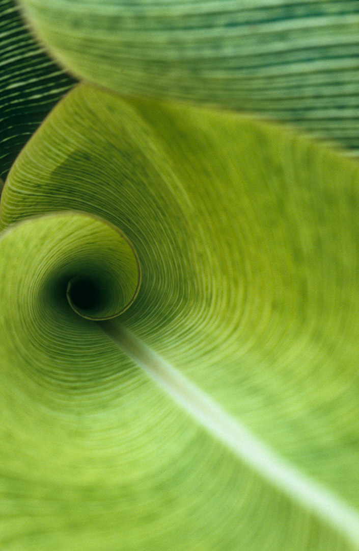 Heliconia, © MyPhototek