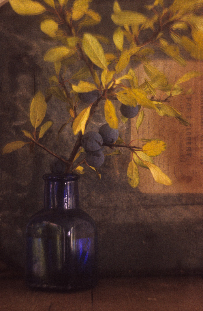 Prunellier, © MyPhototek
