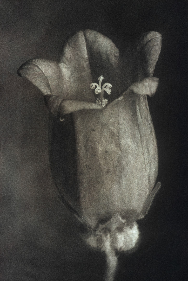 Campanule, © MyPhototek