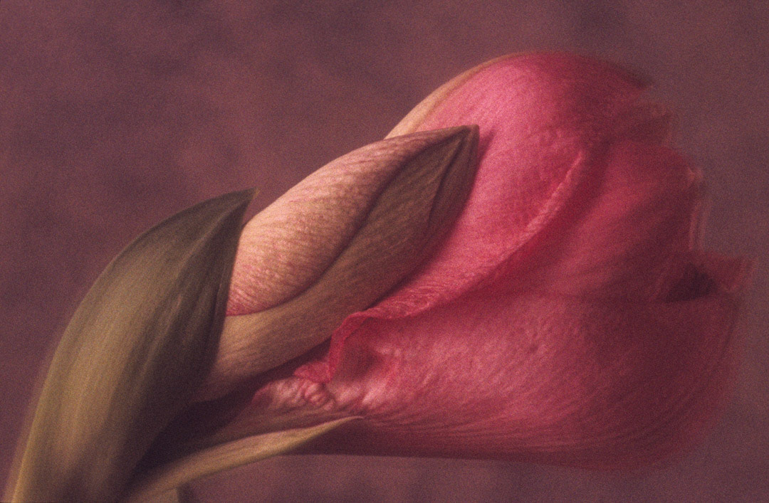 Amaryllis, © MyPhototek