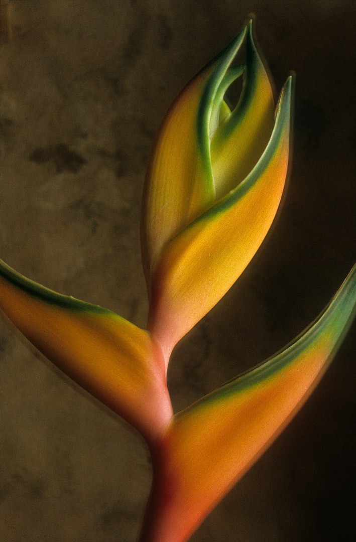 Heliconia, © MyPhototek