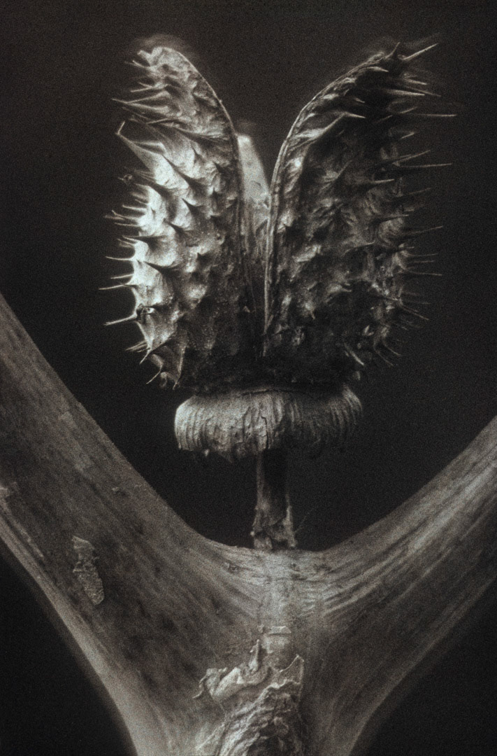 Datura, © MyPhototek