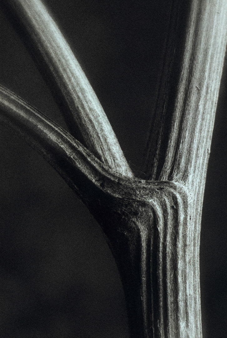 Ombellifère, © MyPhototek