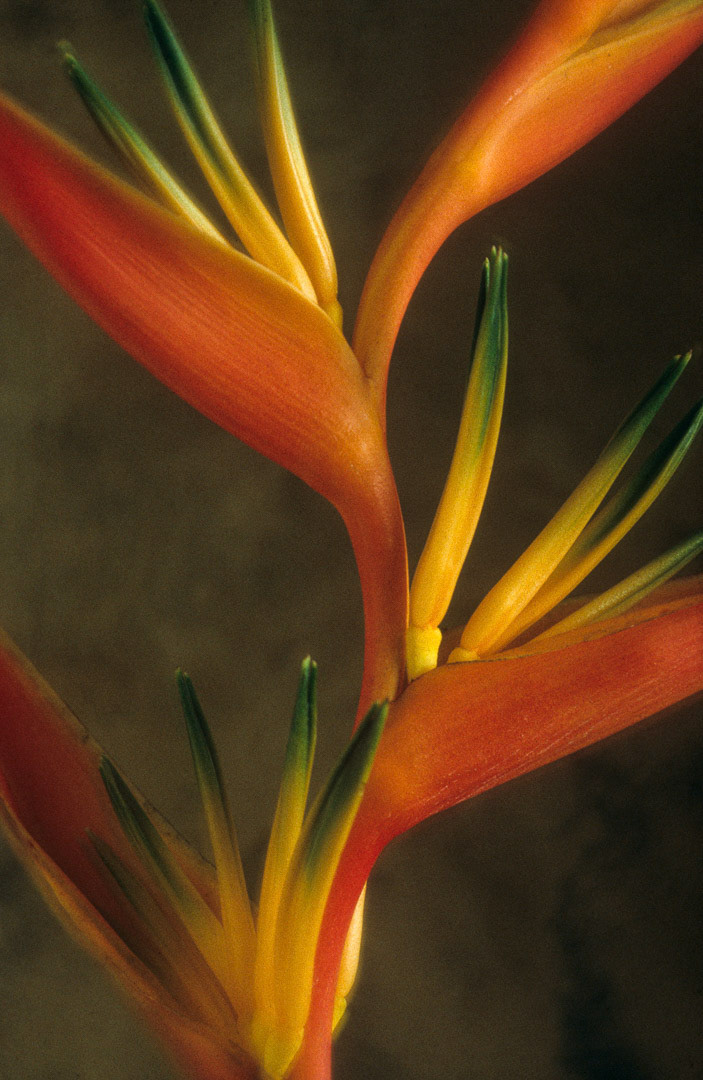 Heliconia, © MyPhototek
