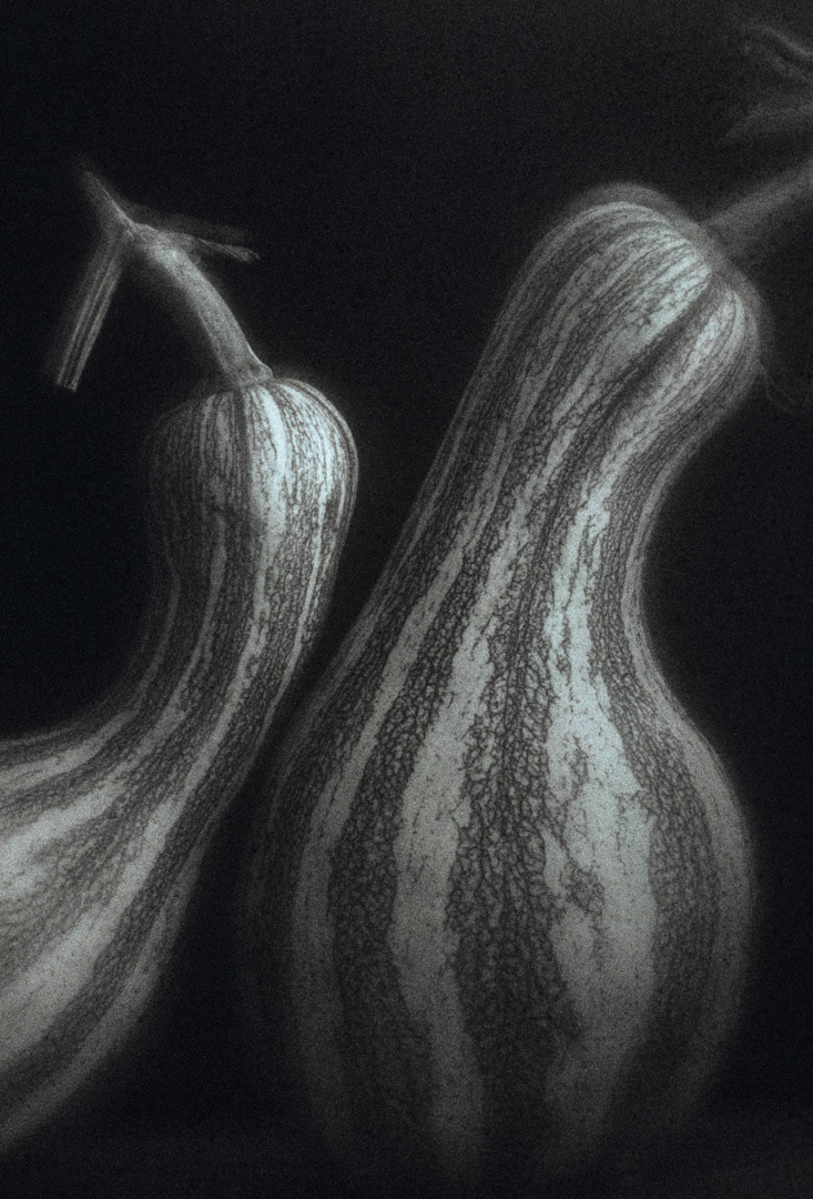 Courges, © MyPhototek