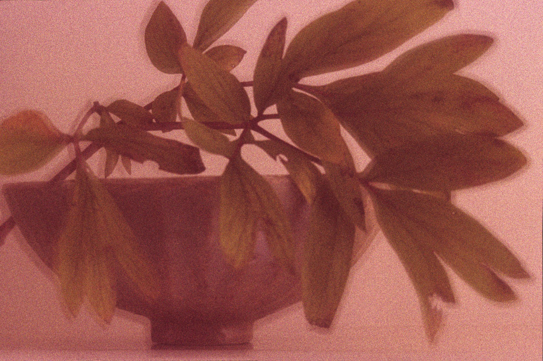 Pivoine, © MyPhototek