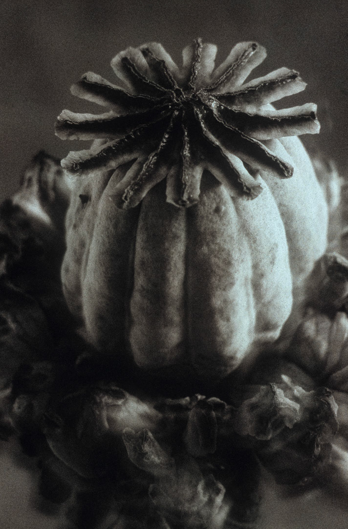 Pavot, © MyPhototek