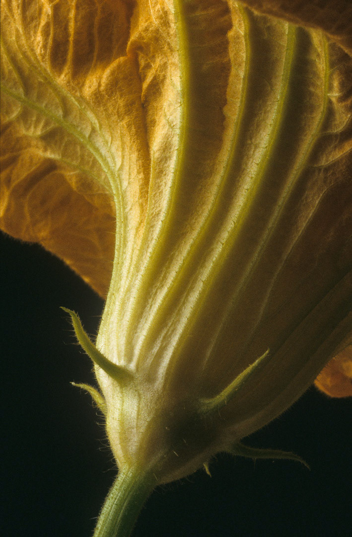 Courge, © MyPhototek