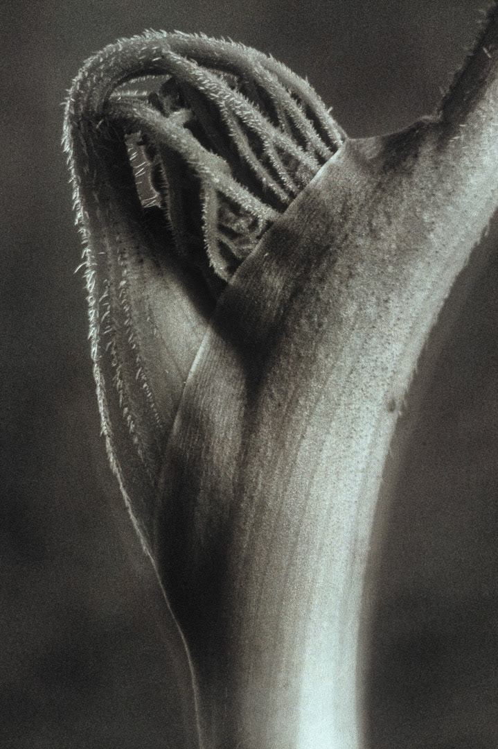 Ombellifère, © MyPhototek
