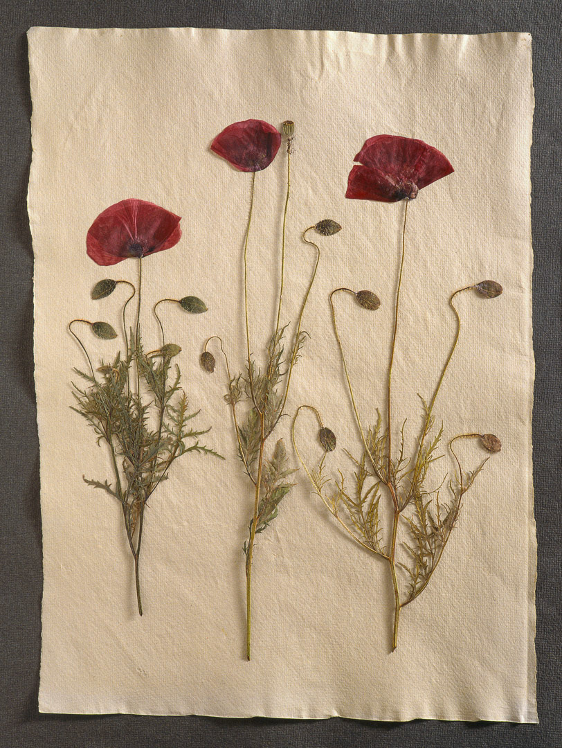 Coquelicots, © MyPhototek