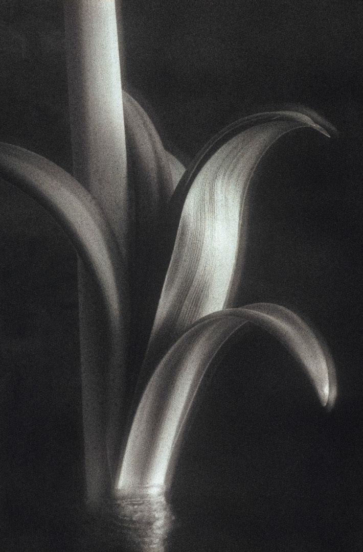 Amaryllis, © MyPhototek