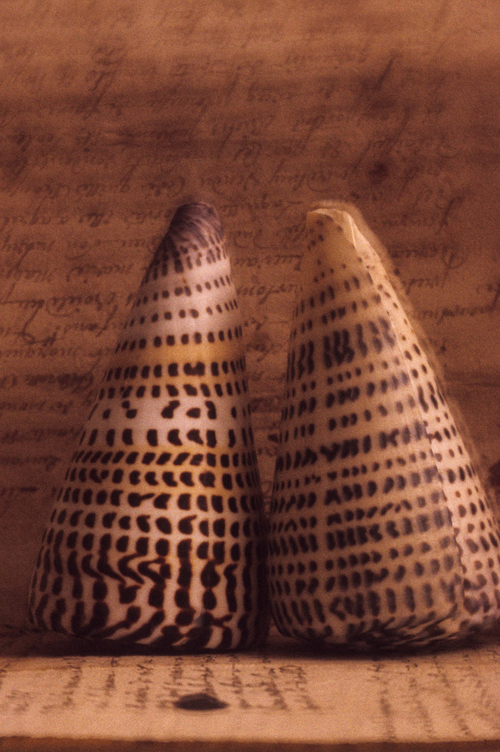 Coquillages, © MyPhototek