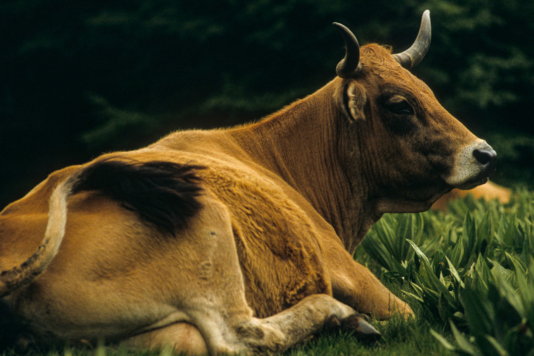 Aveyron, France, © MyPhototek