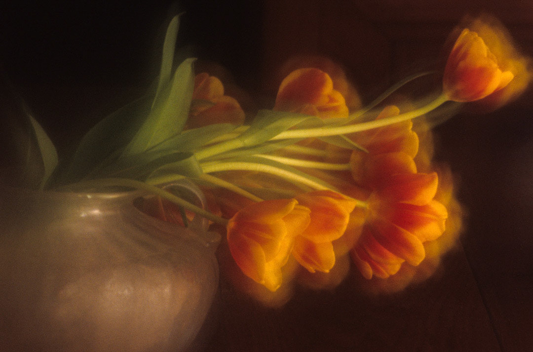 Tulipes, © MyPhototek
