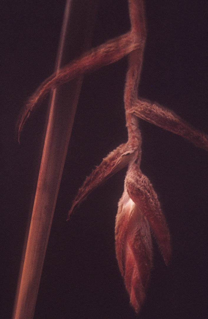 Heliconia, © MyPhototek