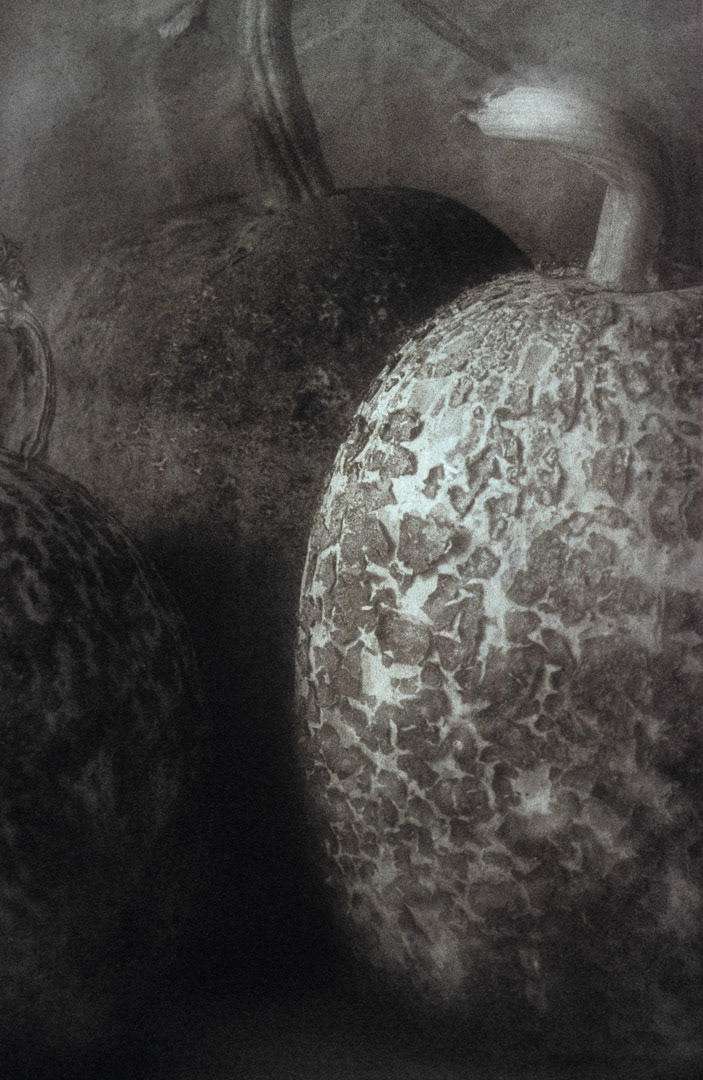 Cucurbitacées, © MyPhototek