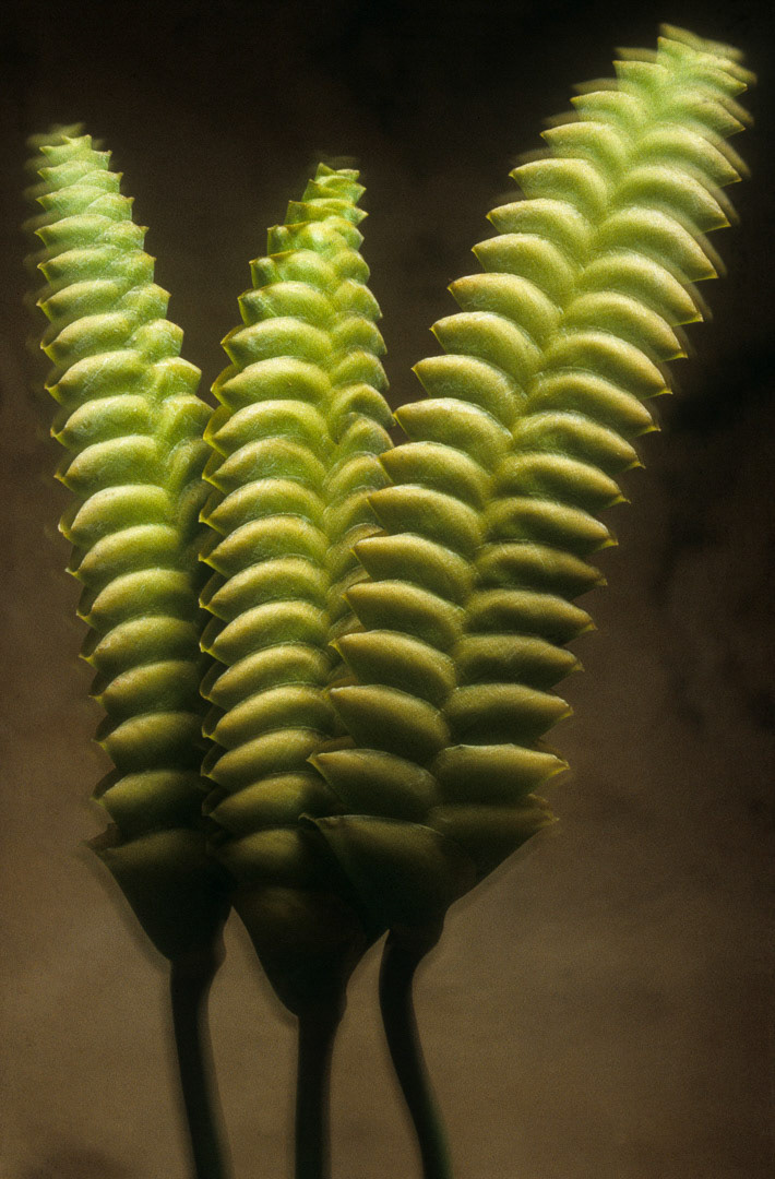 Calathea Crotalifera, © MyPhototek
