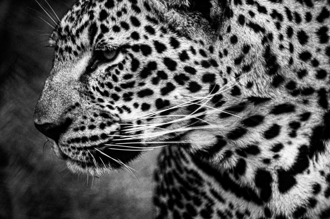 Kenya, © MyPhototek