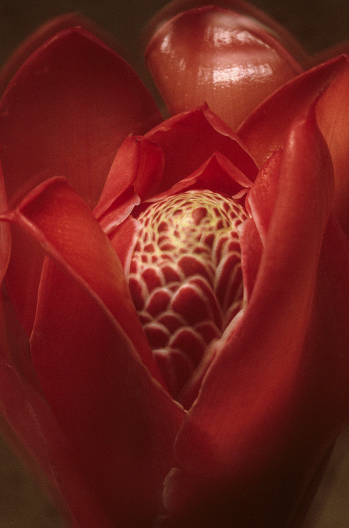Rose de Porcelaine, © MyPhototek