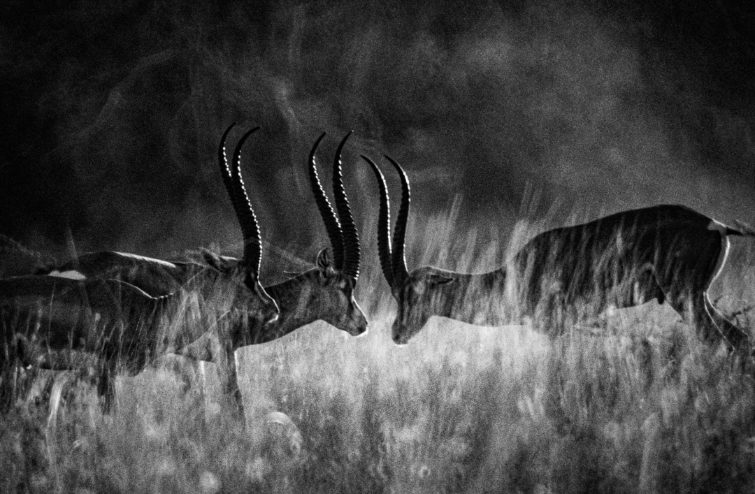Kenya, © MyPhototek
