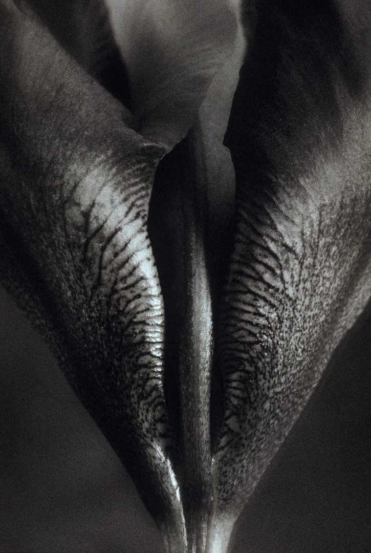 Iris, © MyPhototek
