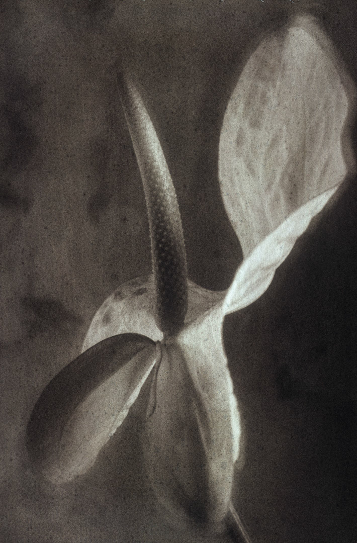 Anthurium, © MyPhototek