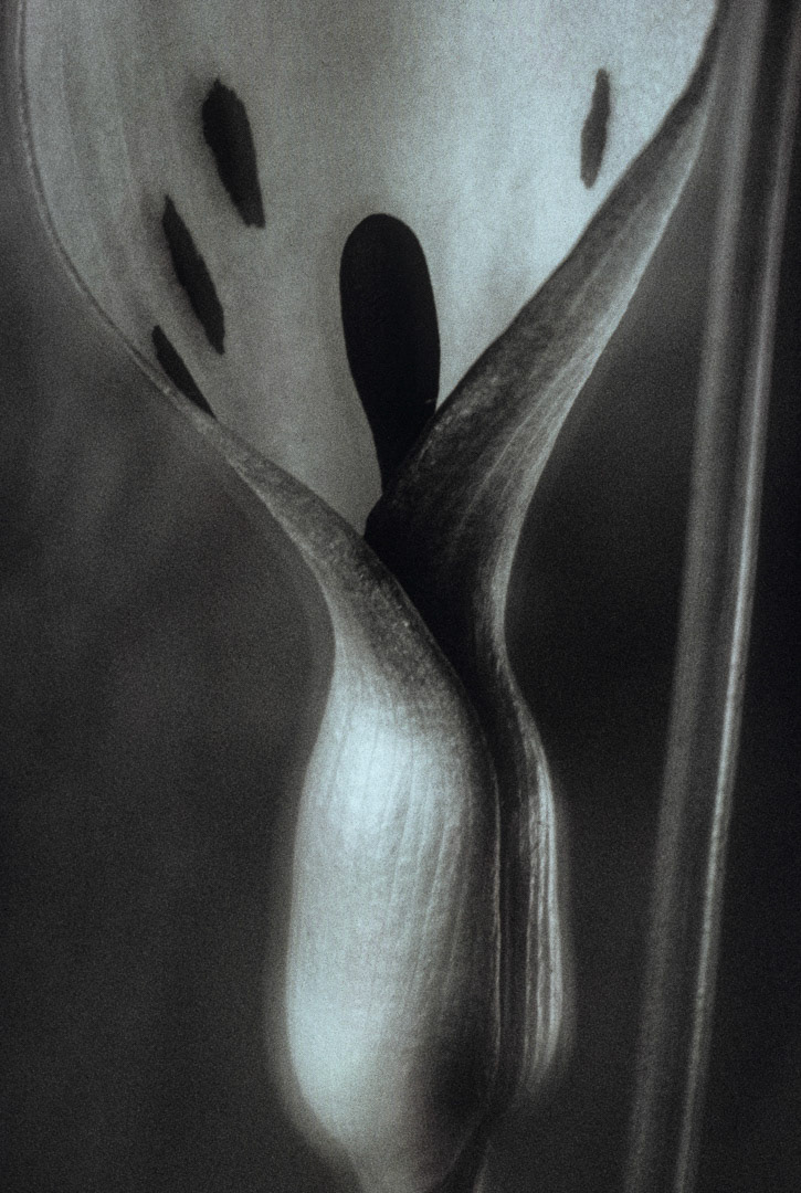 Arum, © MyPhototek
