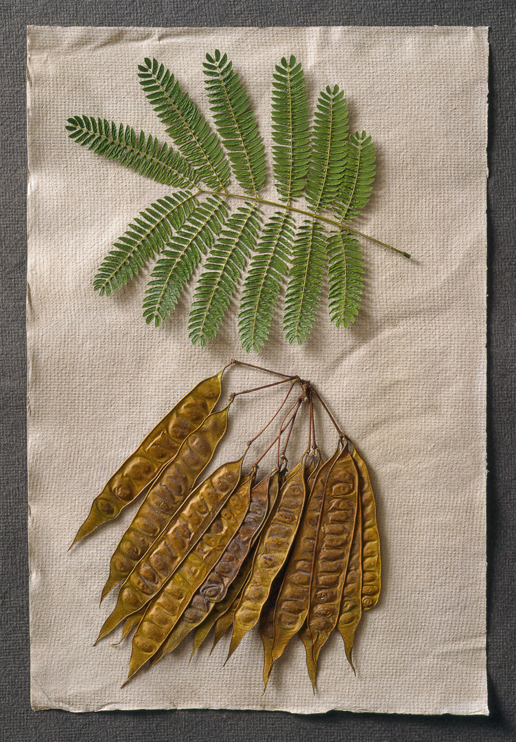 Albizia, © MyPhototek