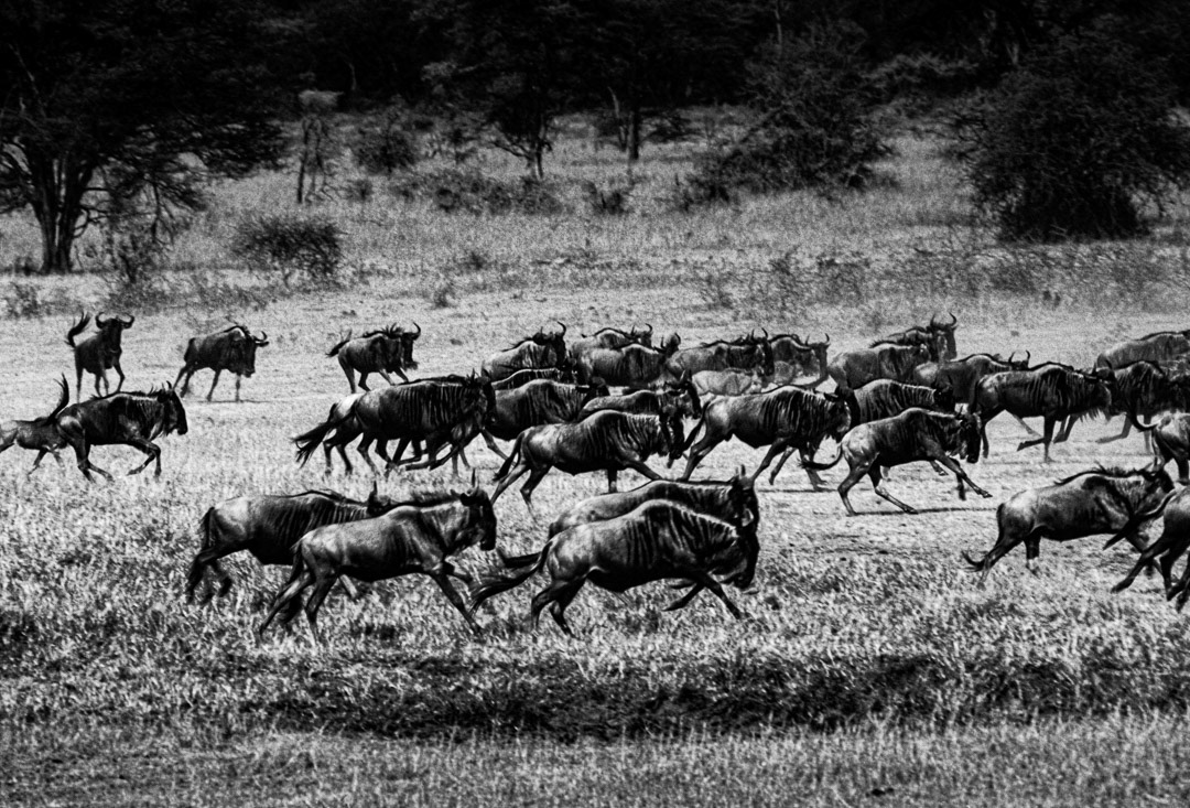 Tanzanie, © MyPhototek