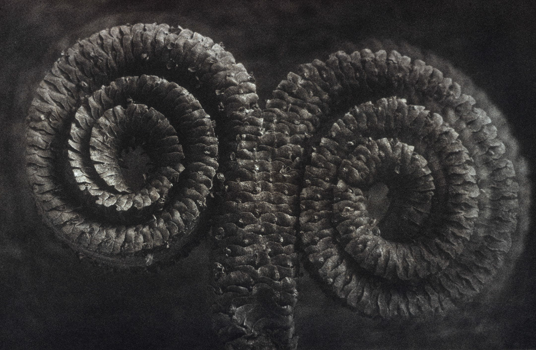 Gousse de Palmier, © MyPhototek