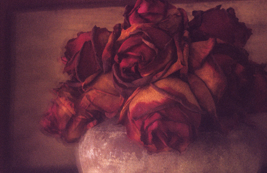 Roses fanées, © MyPhototek
