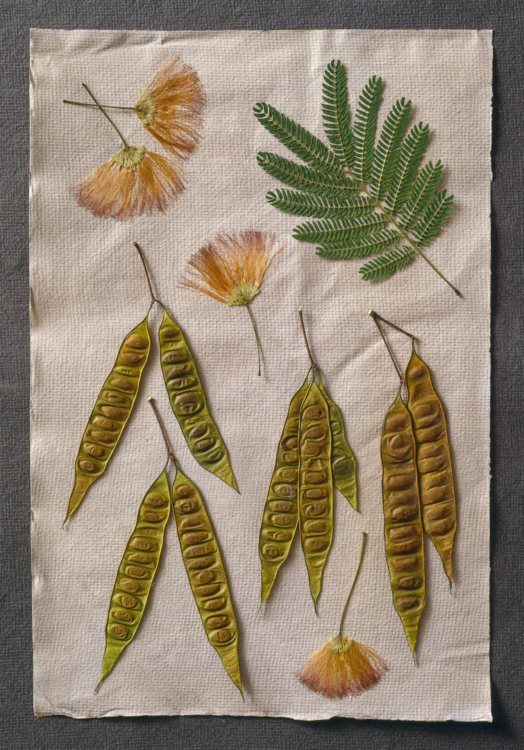Albizia, © MyPhototek