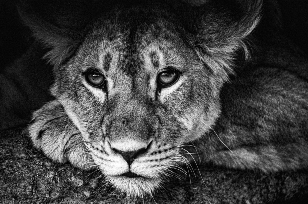 Kenya, © MyPhototek