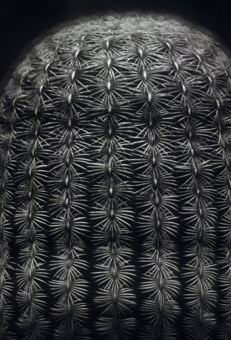 Cactus, © MyPhototek