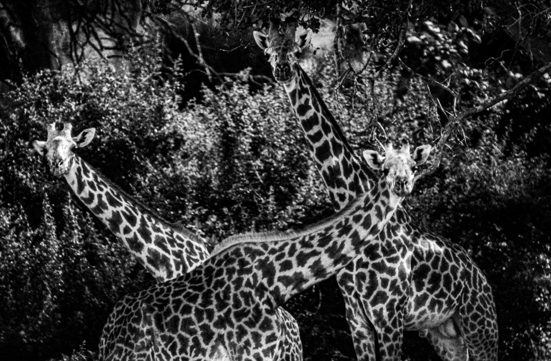 Kenya, © MyPhototek