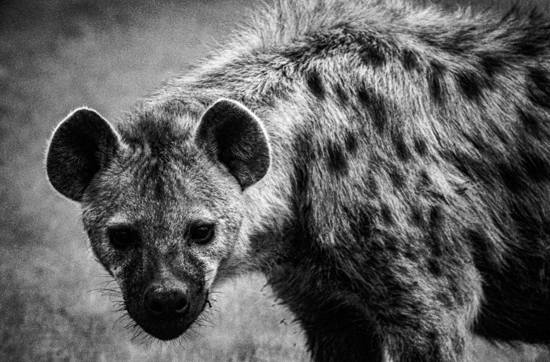 Kenya, © MyPhototek