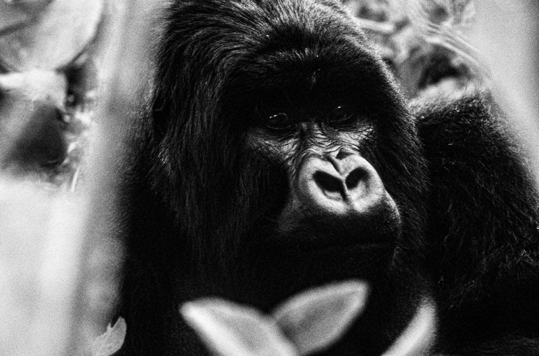 Rwanda, © MyPhototek
