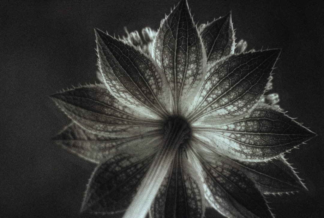 Sauge, © MyPhototek