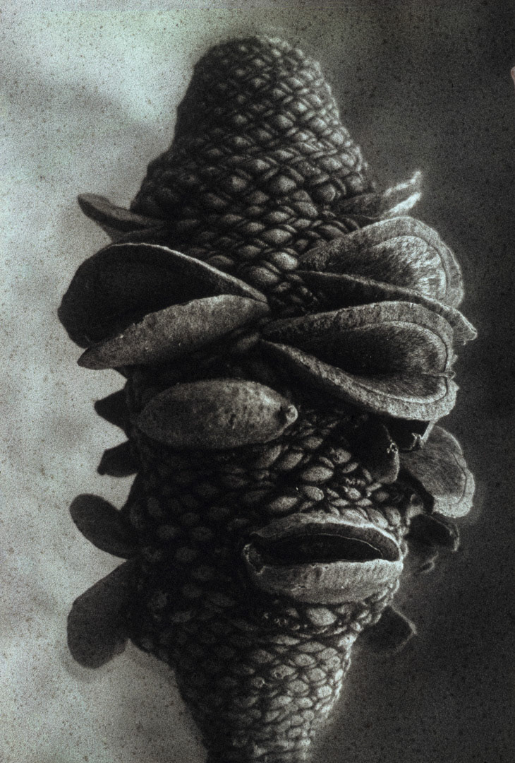 Banksia, © MyPhototek