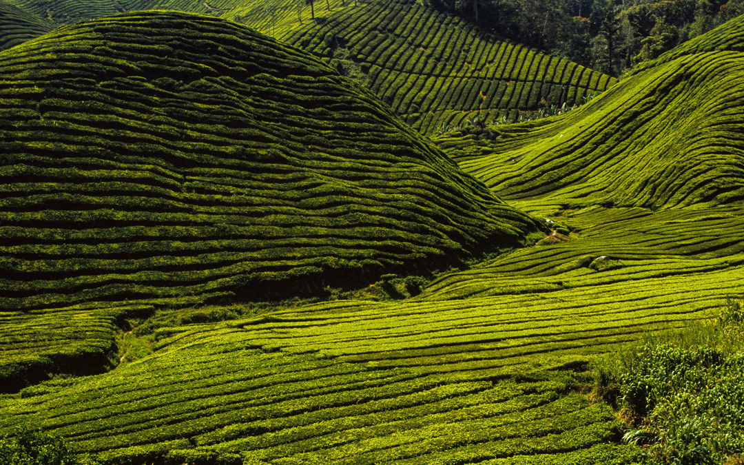 Malaisie, © MyPhototek