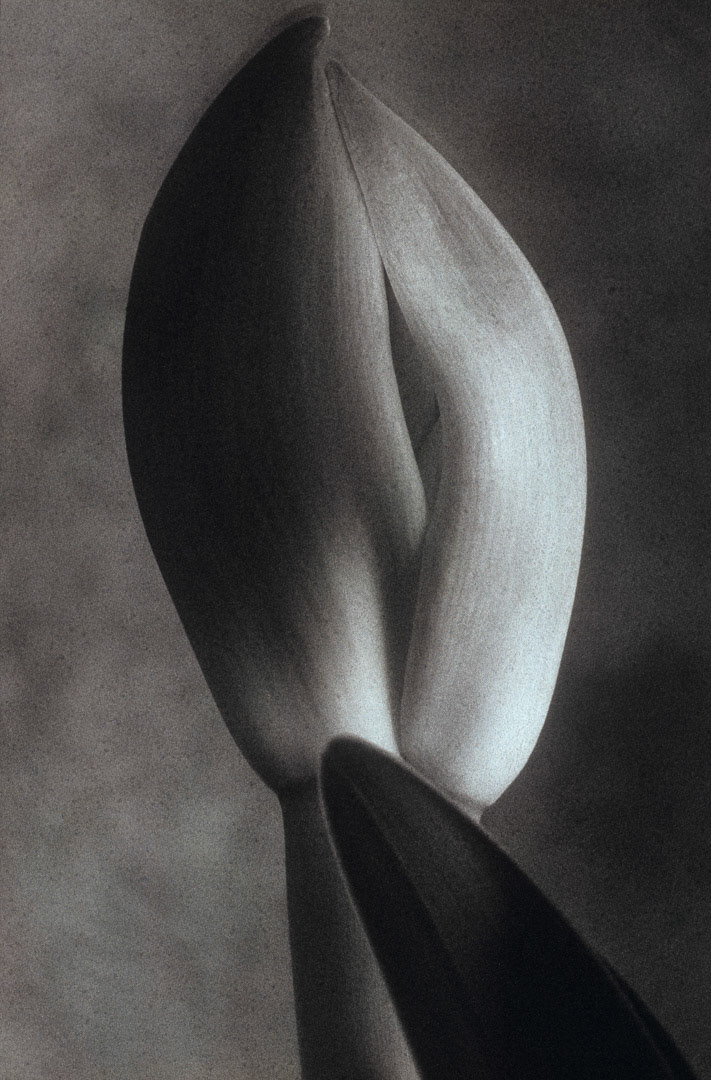 Amaryllis, © MyPhototek