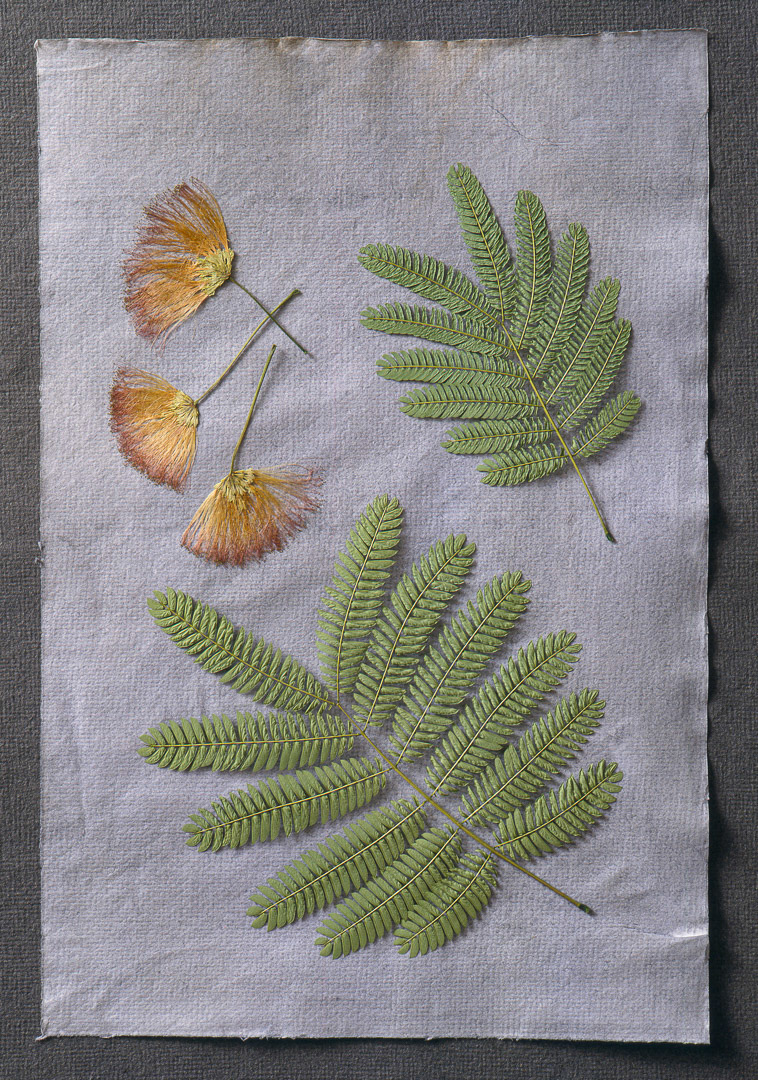 Albizia, © MyPhototek