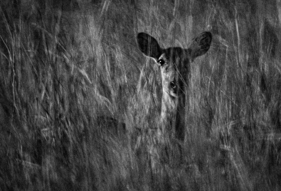 © MyPhototek