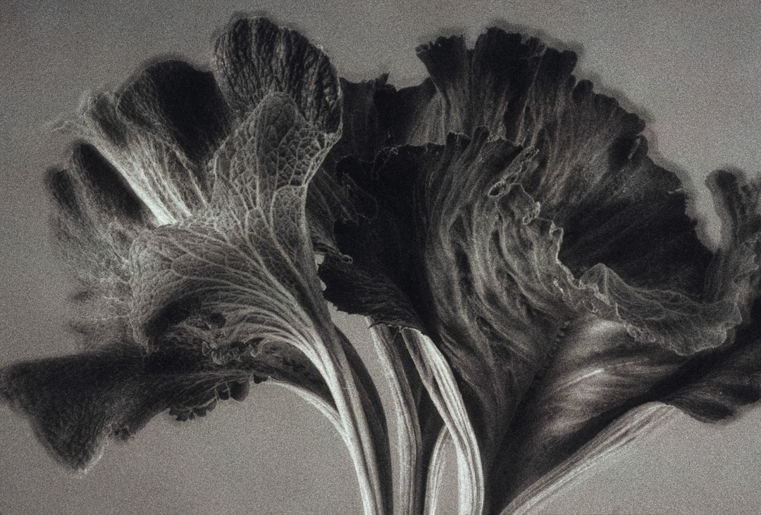 Rhubarbe, © MyPhototek