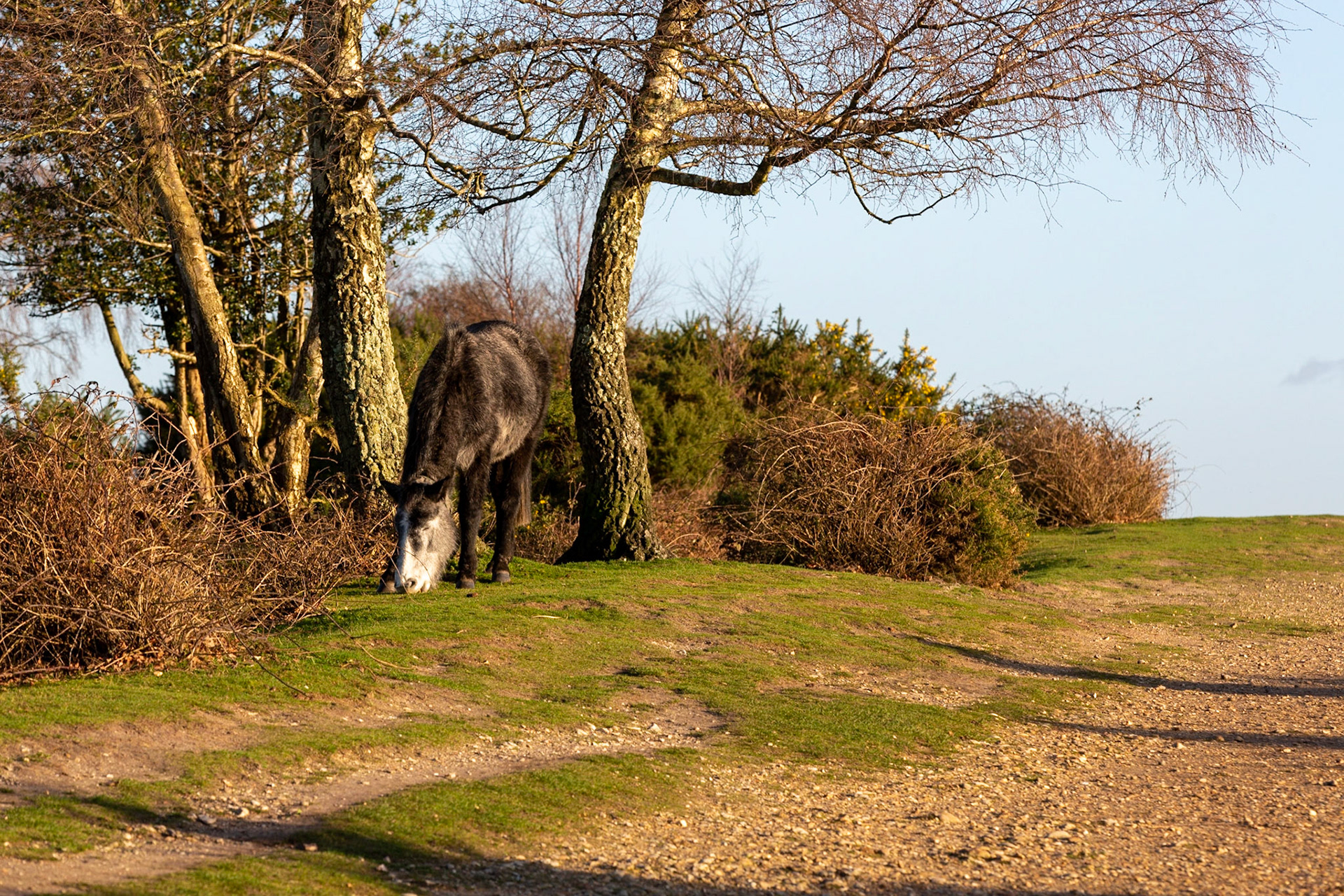 New Forest pony enjoying a snack