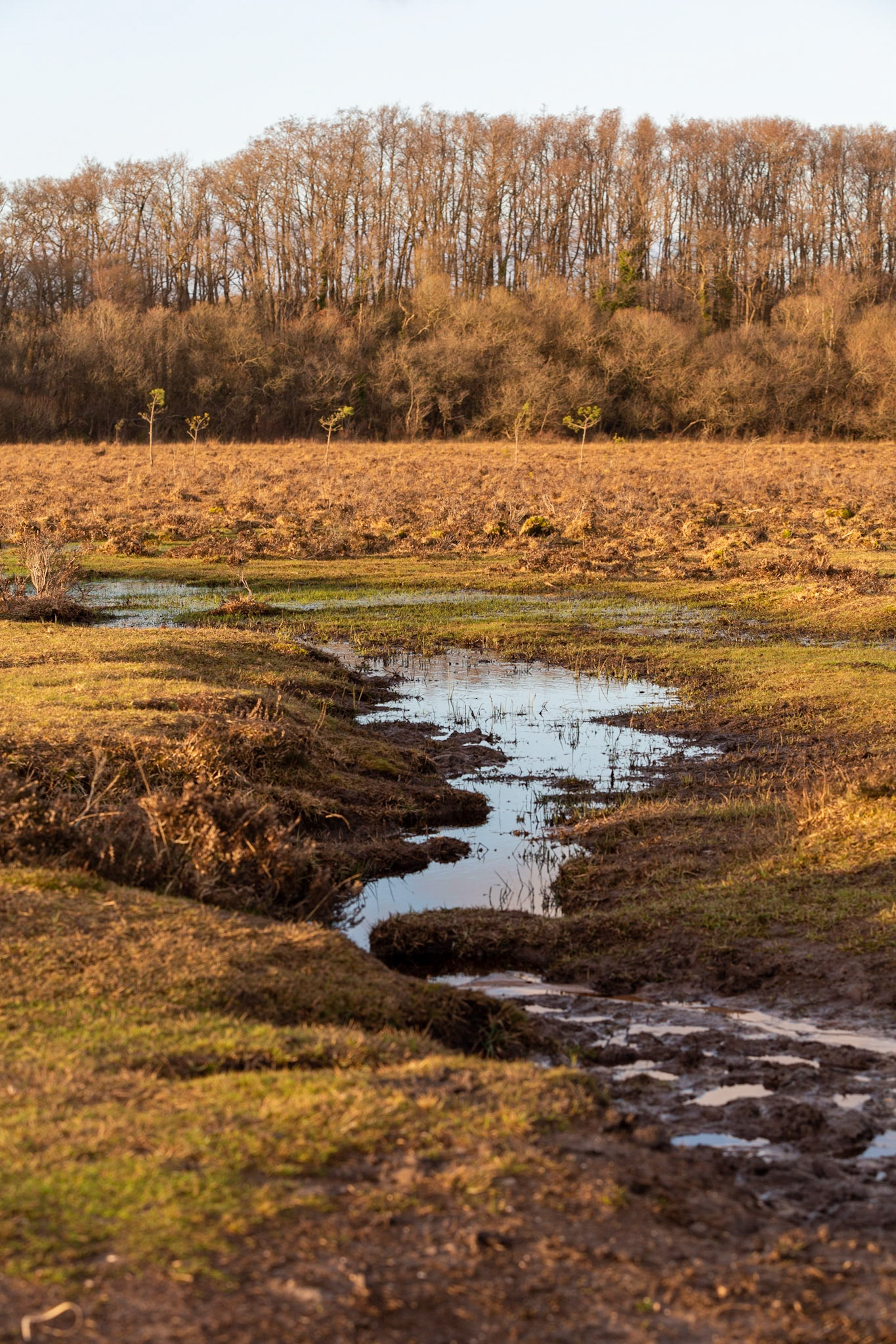 Marshland